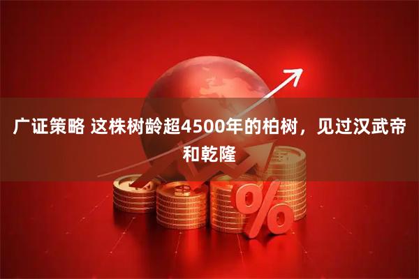 广证策略 这株树龄超4500年的柏树，见过汉武帝和乾隆